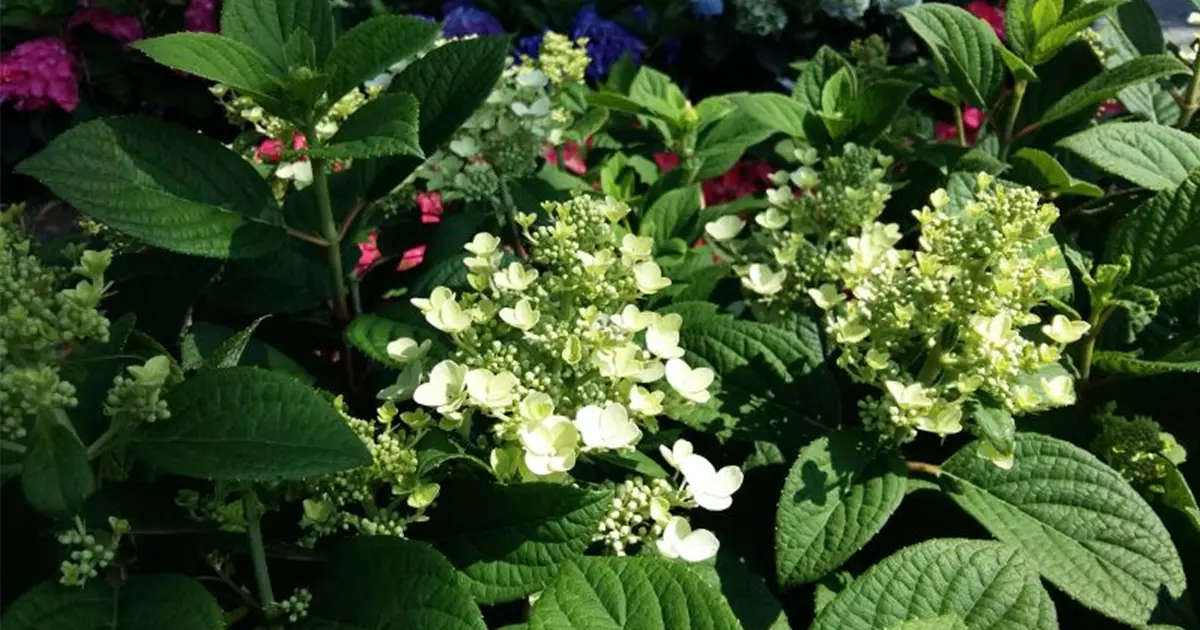 Hydrangea paniculata 'Little Quick Fire' ®