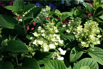 Hydrangea paniculata 'Little Quick Fire' ®