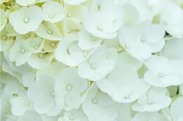 Zwerg-Rispenhortensie 'Magical Mont Blanc'® - Hydrangea paniculata 'Magical Mont Blanc'®