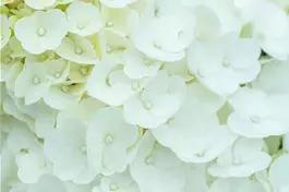 Zwerg-Rispenhortensie 'Magical Mont Blanc'® - Hydrangea paniculata 'Magical Mont Blanc'®