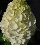 P2001158_3.jpg