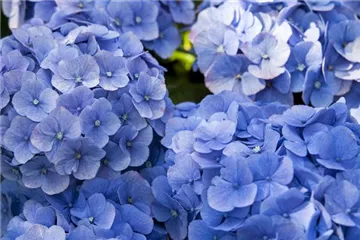- Blaue Hortensien  - Blaue Hortensien