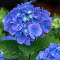 Wieso gehören blaue Hortensien in den Garten? Wieso gehören blaue Hortensien in den Garten?