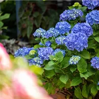 Wie bleibt eine blaue Hortensie für immer blau? Wie bleibt eine blaue Hortensie für immer blau?