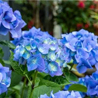 Welche Hortensie lässt sich blau färben? Welche Hortensie lässt sich blau färben?