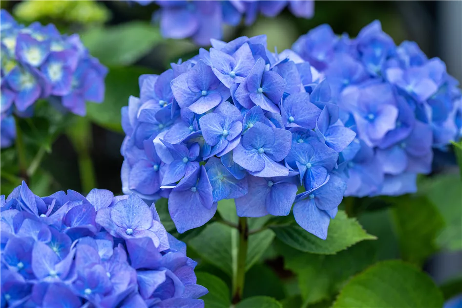 Wie bleibt eine blaue Hortensie blau?
