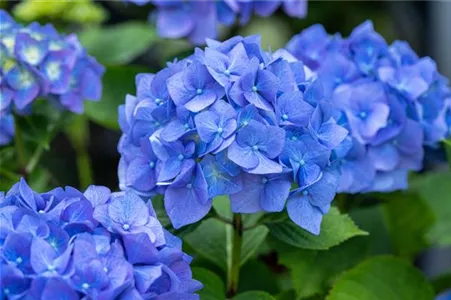 Wie bleibt eine blaue Hortensie blau? Wie bleibt eine blaue Hortensie blau?