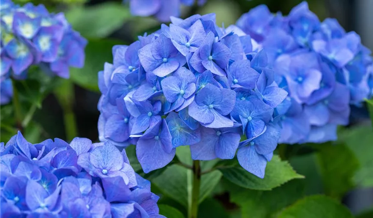 Wie bleibt eine blaue Hortensie blau?