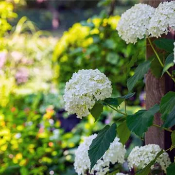 Weiße Strauchhortensie im Garten Weiße Strauchhortensie im Garten