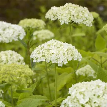 Weiße Hydrangea arborescens im Ambiente Weiße Hydrangea arborescens im Ambiente
