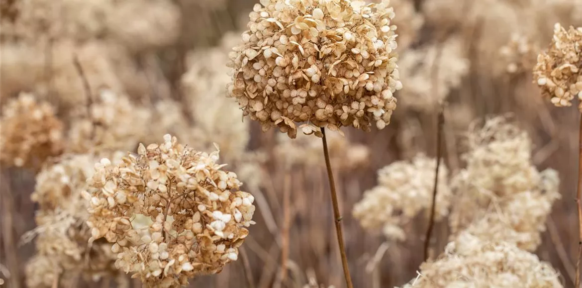 Hortensienblüten im Winter