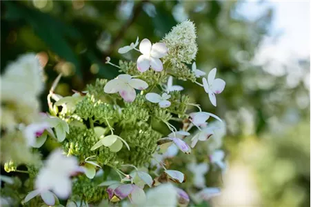 Rispenhortensie einpflanzen im Garten Rispenhortensie einpflanzen im Garten