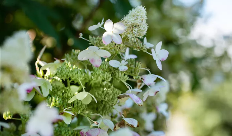 Rispenhortensie einpflanzen im Garten