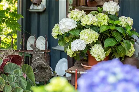 Hortensien einpflanzen in ein Gefäß Hortensien einpflanzen in ein Gefäß