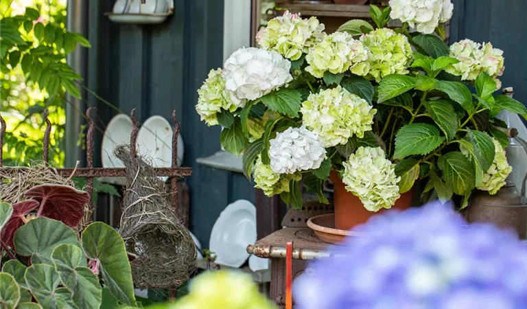 Hortensien einpflanzen in ein Gefäß