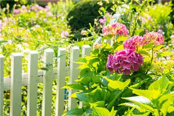 - Hortensien Ratgeber  - Hortensien Ratgeber