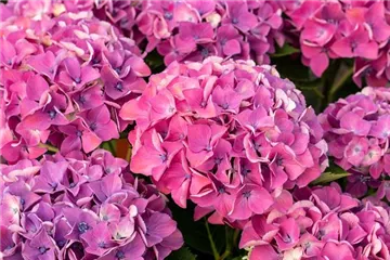 - Buschhortensien kaufen  - Buschhortensien kaufen