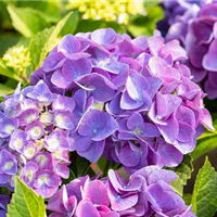 Welche Hortensien einpflanzen? Welche Hortensien einpflanzen?