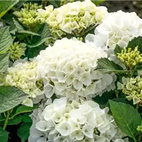 Wie Hortensien einpflanzen? Wie Hortensien einpflanzen?