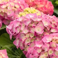 Und nach dem Hortensien einpflanzen? Und nach dem Hortensien einpflanzen?