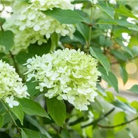 Rispenhortensien einpflanzen bedeutet Vorbereitung Rispenhortensien einpflanzen bedeutet Vorbereitung