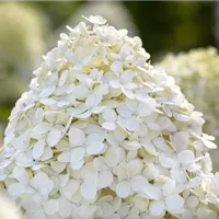 Rispenhortensien einpflanzen und pflegen Rispenhortensien einpflanzen und pflegen