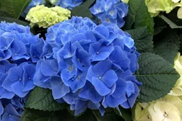 Bauernhortensie 'Fabolo Blue' ® - Hydrangea macrophylla 'Fabolo Blue' ®