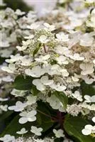 Hydrangea paniculata 'Magical Himalaya'®