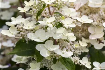 Hydrangea paniculata 'Magical Himalaya'®