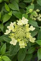 Hydrangea paniculata 'Confetti'®