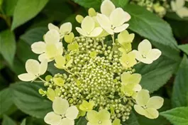 Rispenhortensie 'Confetti'® - Hydrangea paniculata 'Confetti'®