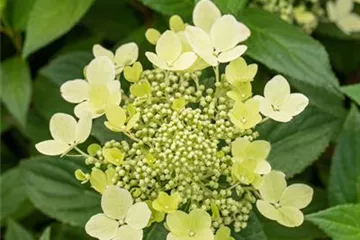 Rispenhortensie 'Confetti'® - Hydrangea paniculata 'Confetti'®