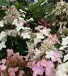 Rispenhortensie 'Wim´s Red'® Blüten