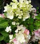 Nahaufnahme weiße und rosa Blüten Rispenhortensie 'Diamant Rouge' ®