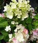 Nahaufnahme weiße und rosa Blüten Rispenhortensie 'Diamant Rouge' ®