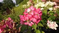 Hydrangea paniculata 'Diamant Rouge' ®