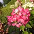 Pinke Blüte Rispenhortensie 'Diamant Rouge' ®
