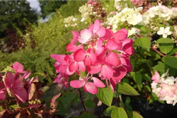 Rispenhortensie 'Diamant Rouge' ® - Hydrangea paniculata 'Diamant Rouge' ®
