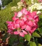 Pinke Blüte Rispenhortensie 'Diamant Rouge' ®