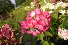 Rispenhortensie 'Diamant Rouge' ® - Hydrangea paniculata 'Diamant Rouge' ®