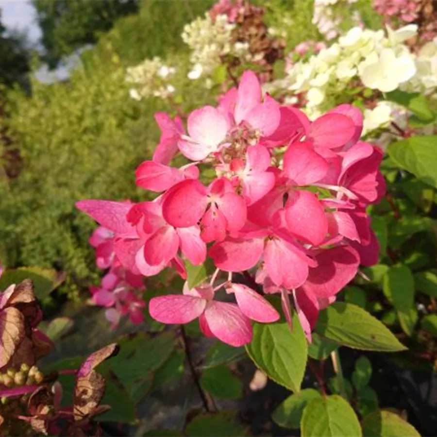 Pinke Blüte Rispenhortensie 'Diamant Rouge' ®
