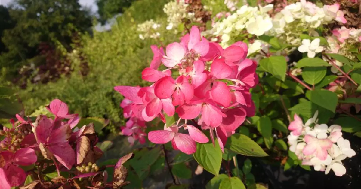 Hydrangea paniculata 'Diamant Rouge' ®