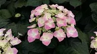 Hydrangea macrophylla 'Frisbee'® Pink Hydrangea macrophylla 'Frisbee'® Pink