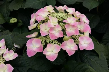 Hydrangea macrophylla 'Frisbee'® Pink Hydrangea macrophylla 'Frisbee'® Pink
