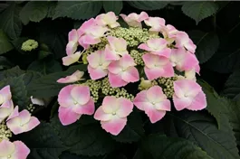 Tellerhortensie 'Frisbee'® Pink - Hydrangea macrophylla 'Frisbee'® Pink