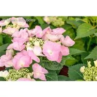Hydrangea macrophylla 'Frisbee'® Pink