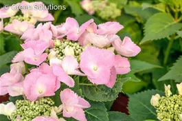 Tellerhortensie 'Frisbee'® Pink - Hydrangea macrophylla 'Frisbee'® Pink