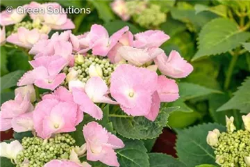 Hydrangea macrophylla 'Frisbee'® Pink