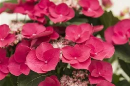 Tellerhortensie 'Cherry Explosion' ® - Hydrangea macrophylla 'Cherry Explosion' ®