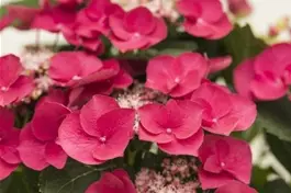 Tellerhortensie 'Cherry Explosion' ® - Hydrangea macrophylla 'Cherry Explosion' ®